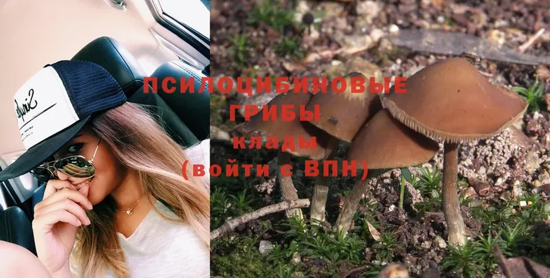 Галлюциногенные грибы Psilocybe  купить   Омск 